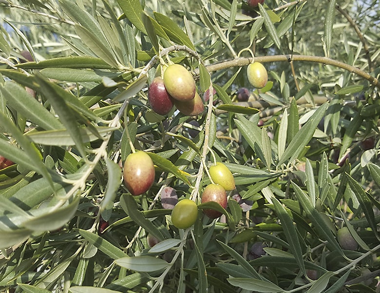 Olivo con aceitunas.
